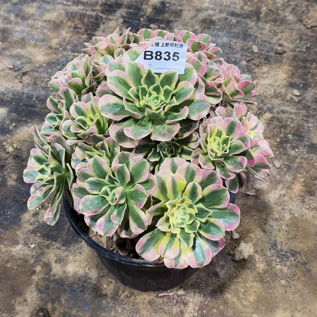 梦****！多肉835白凤法师