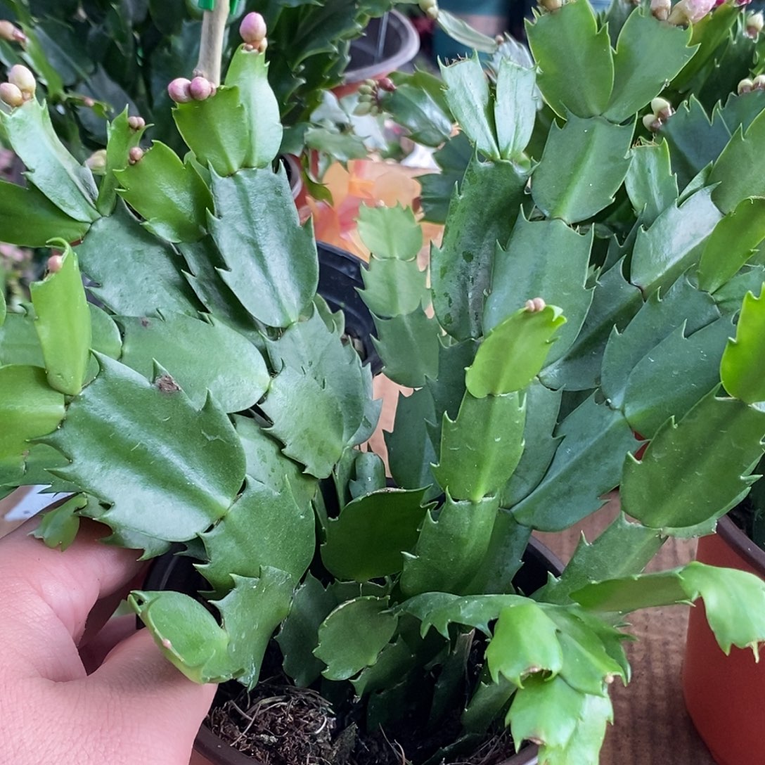 全部花朵粉色嫁接用福利