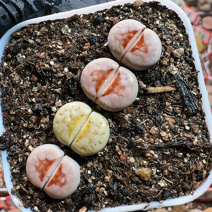 生石花1111111。  289