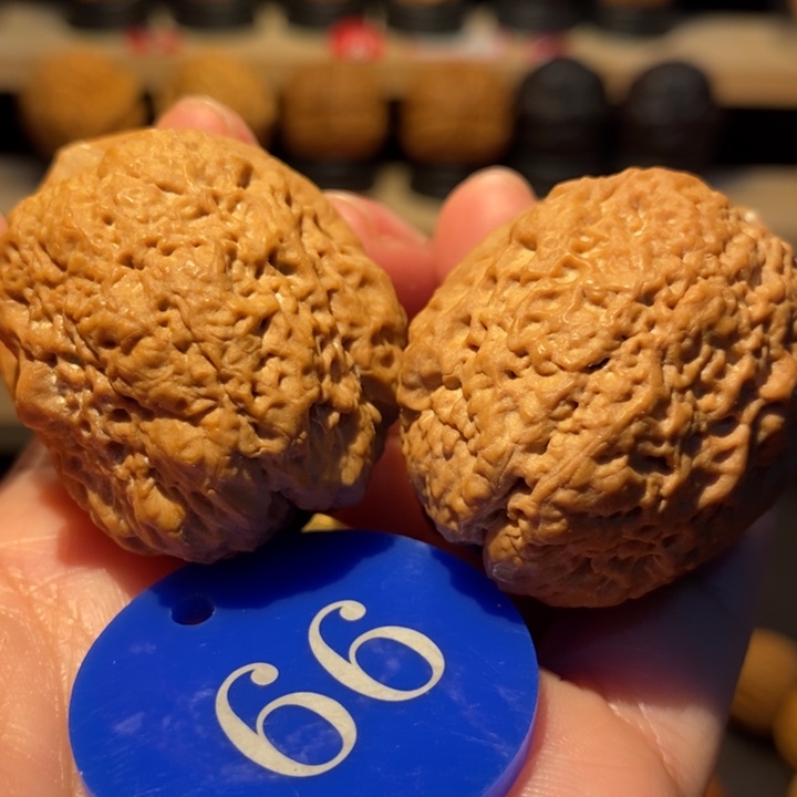 木质类暴龙蟾41尺寸