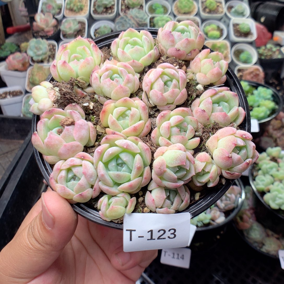 无花朵T123英语英语