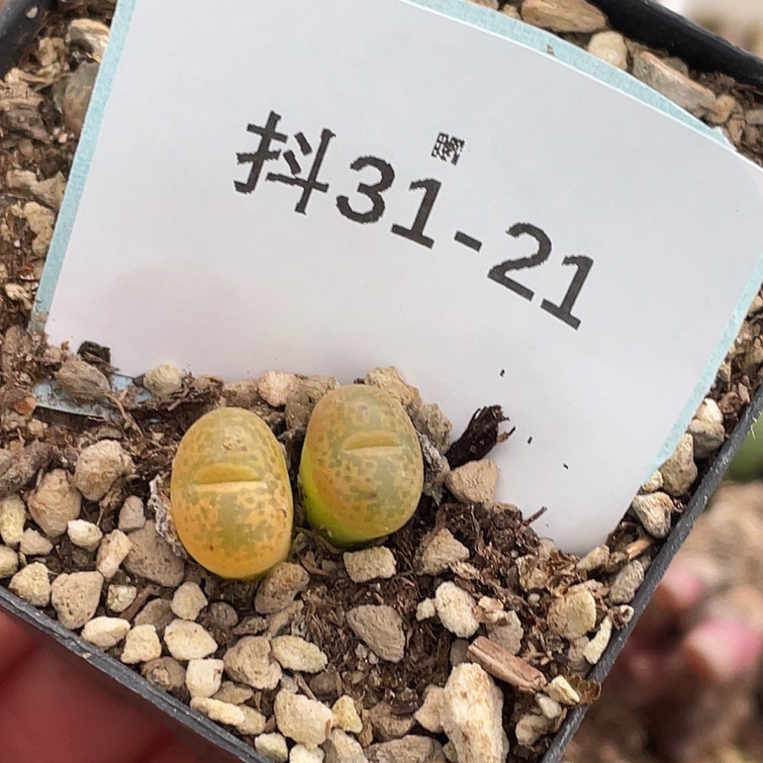 31-21勋章多肉植物