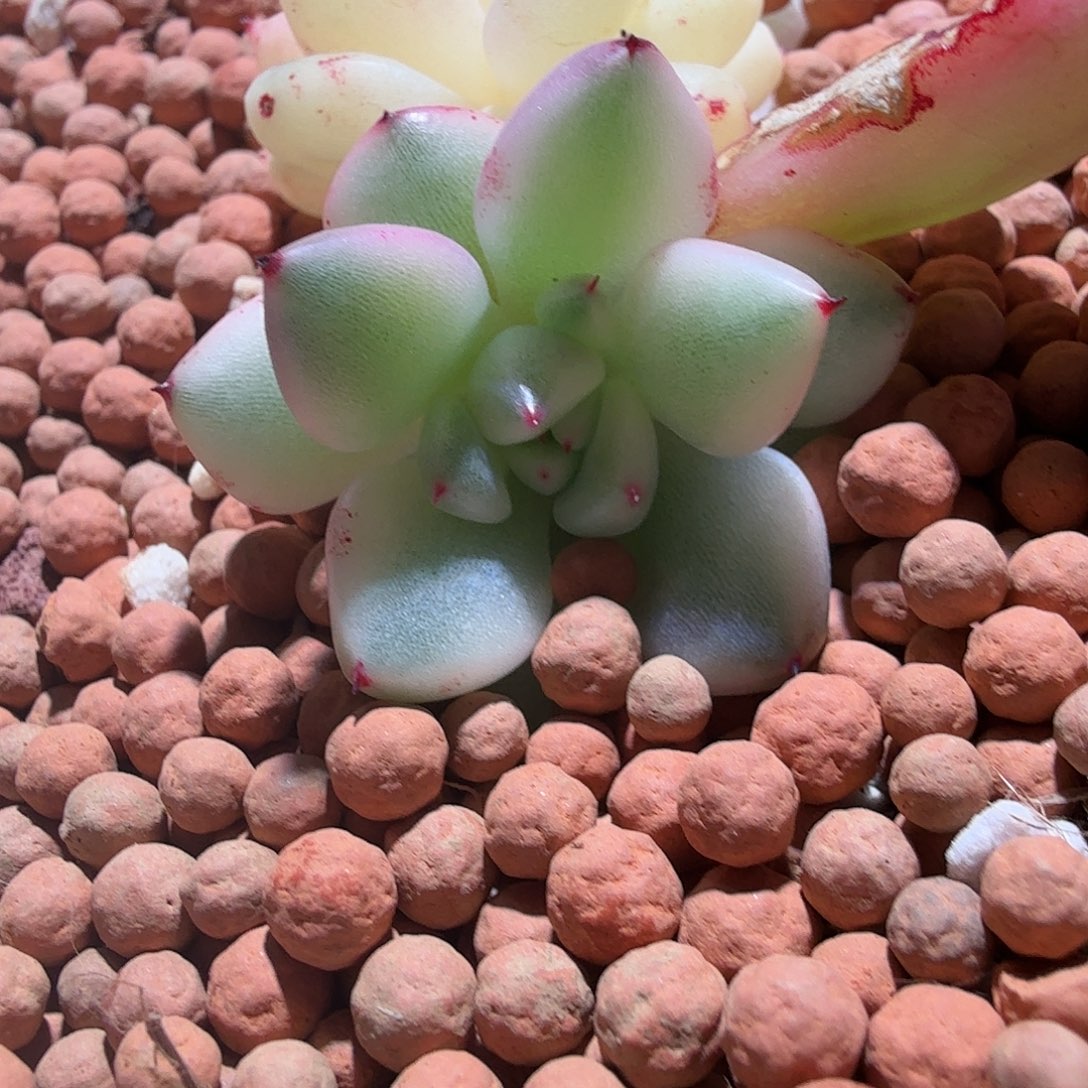 幽鬼锦，多肉植物