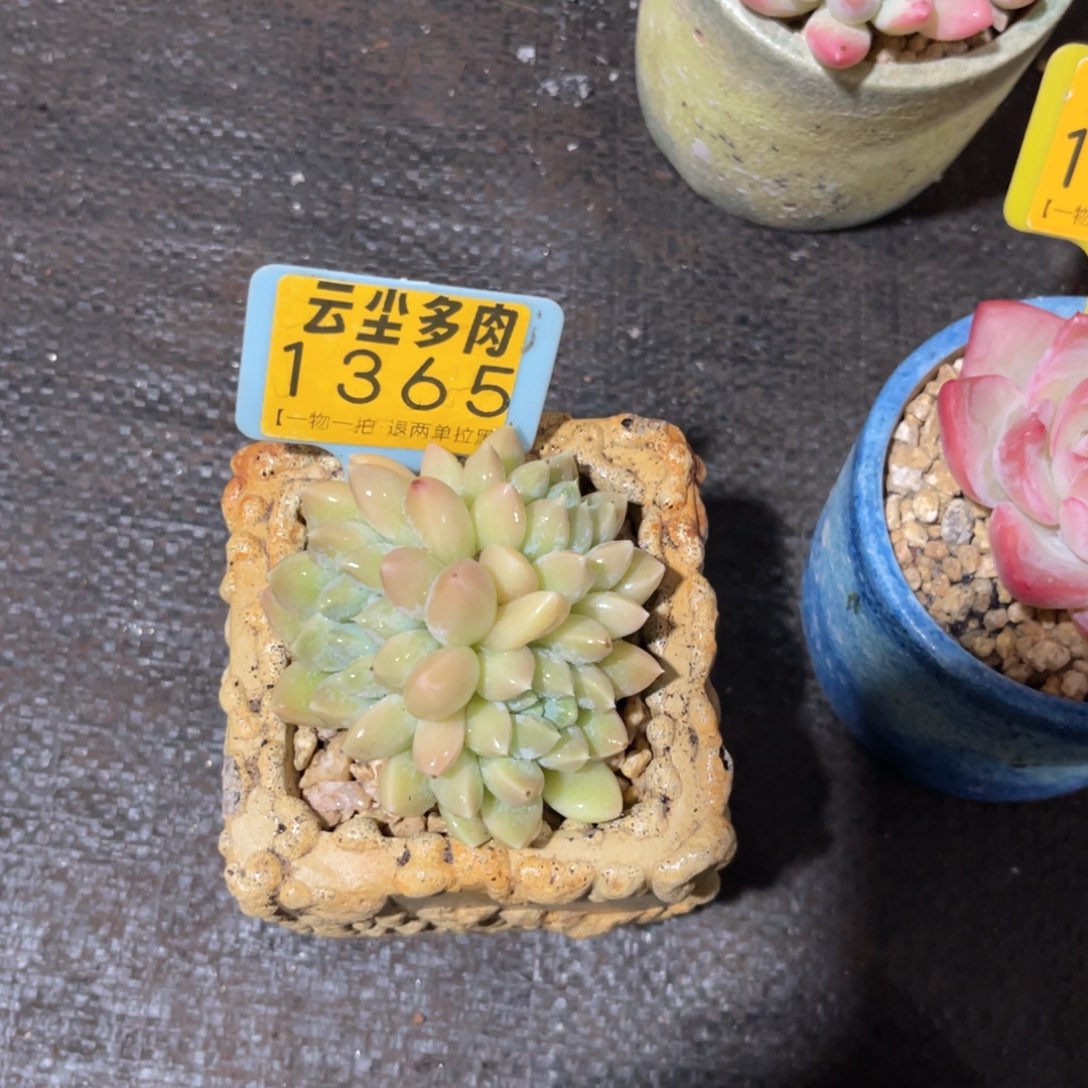 N***装云尘多肉一物一拍1365不含盆，