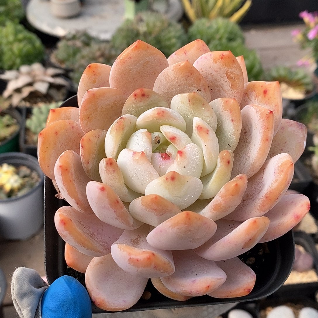 302 橙梦露 脱土