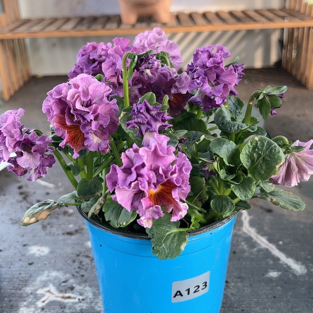 【闪购商品】123号