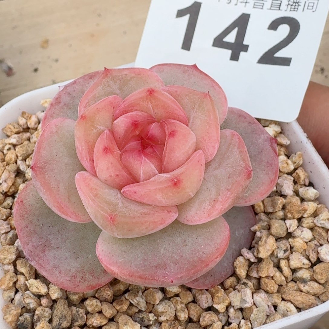 粉桃花         精品多肉