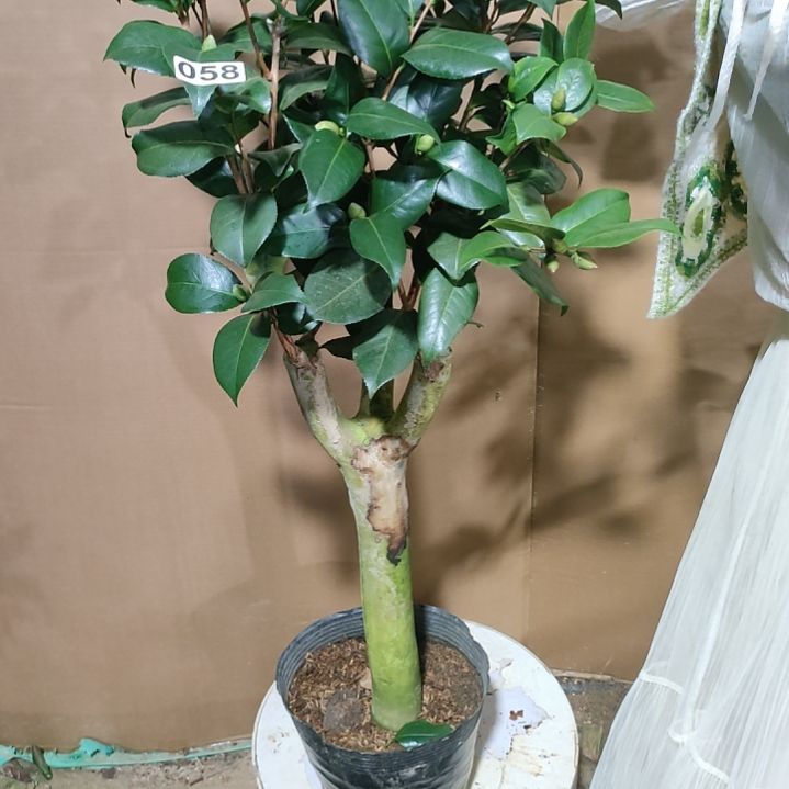 58六品，原盆原土发货，不包邮