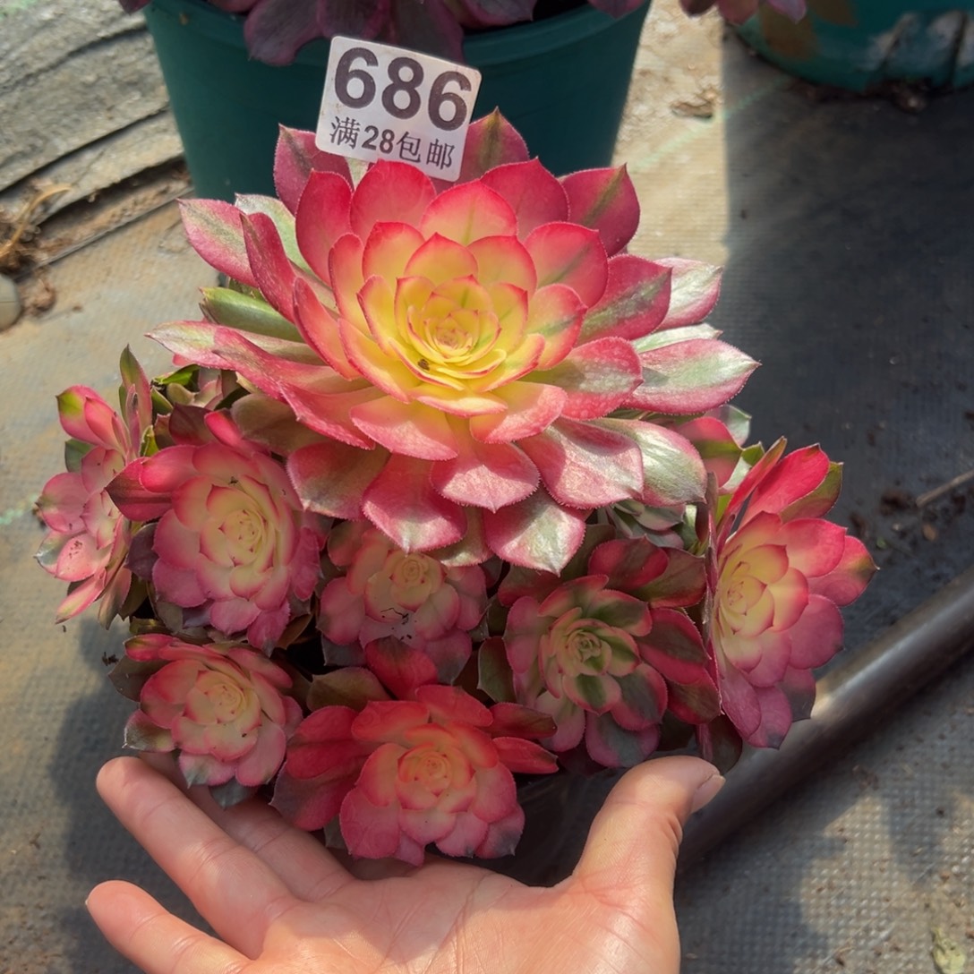 多肉植物686荔枝的