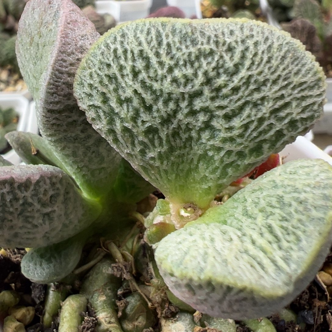 和路雪多头纯木质桩多肉植物