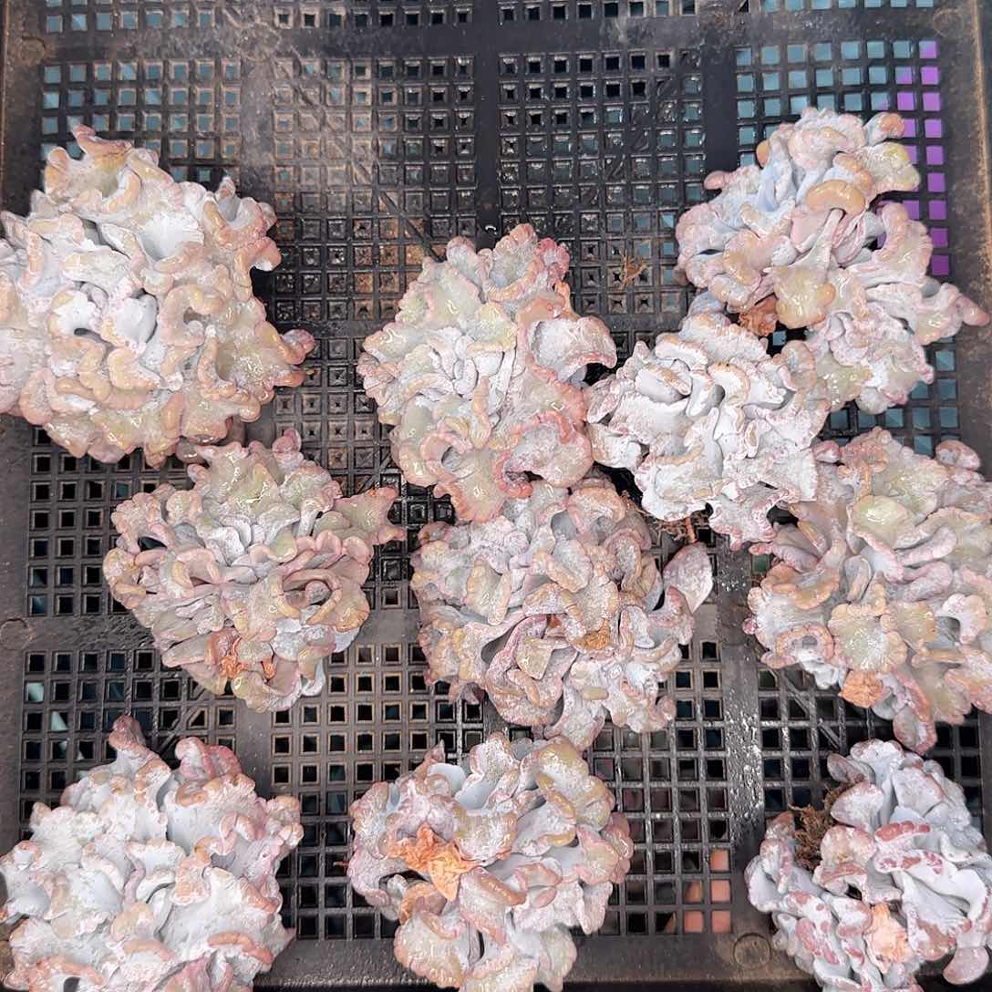 从前慢甄选多肉编号0123-白饺子皮小