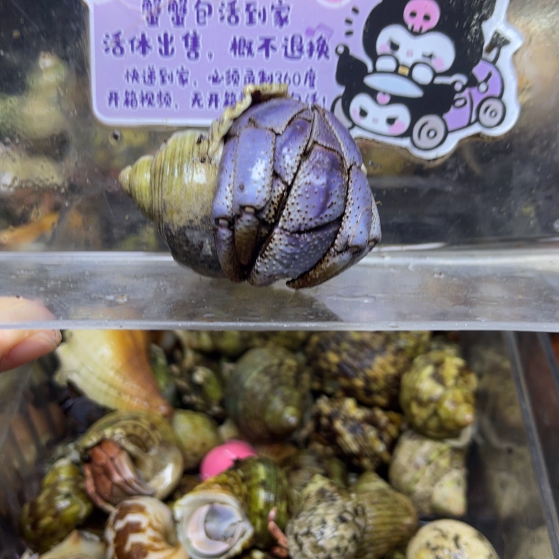 大深紫寄居蟹包活到家3.5口