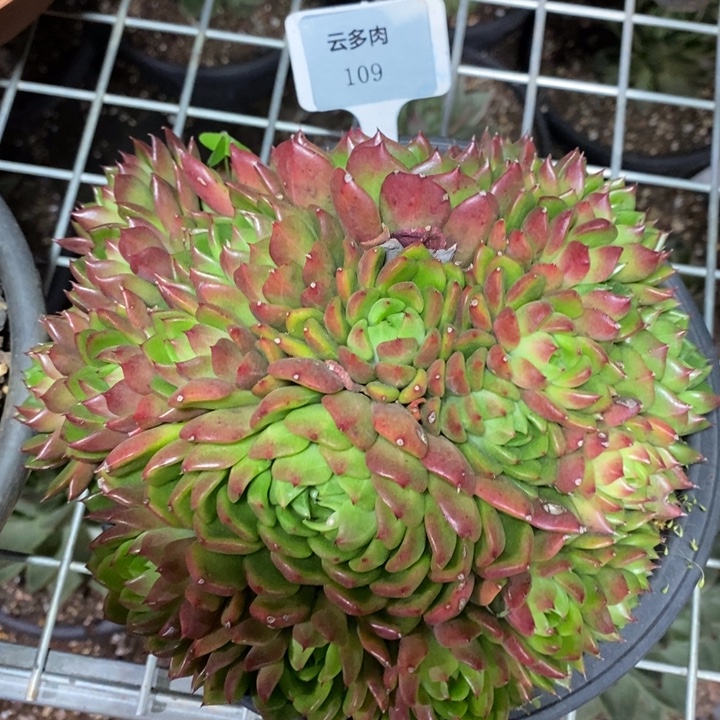 D109- 直播福利 油画捧花