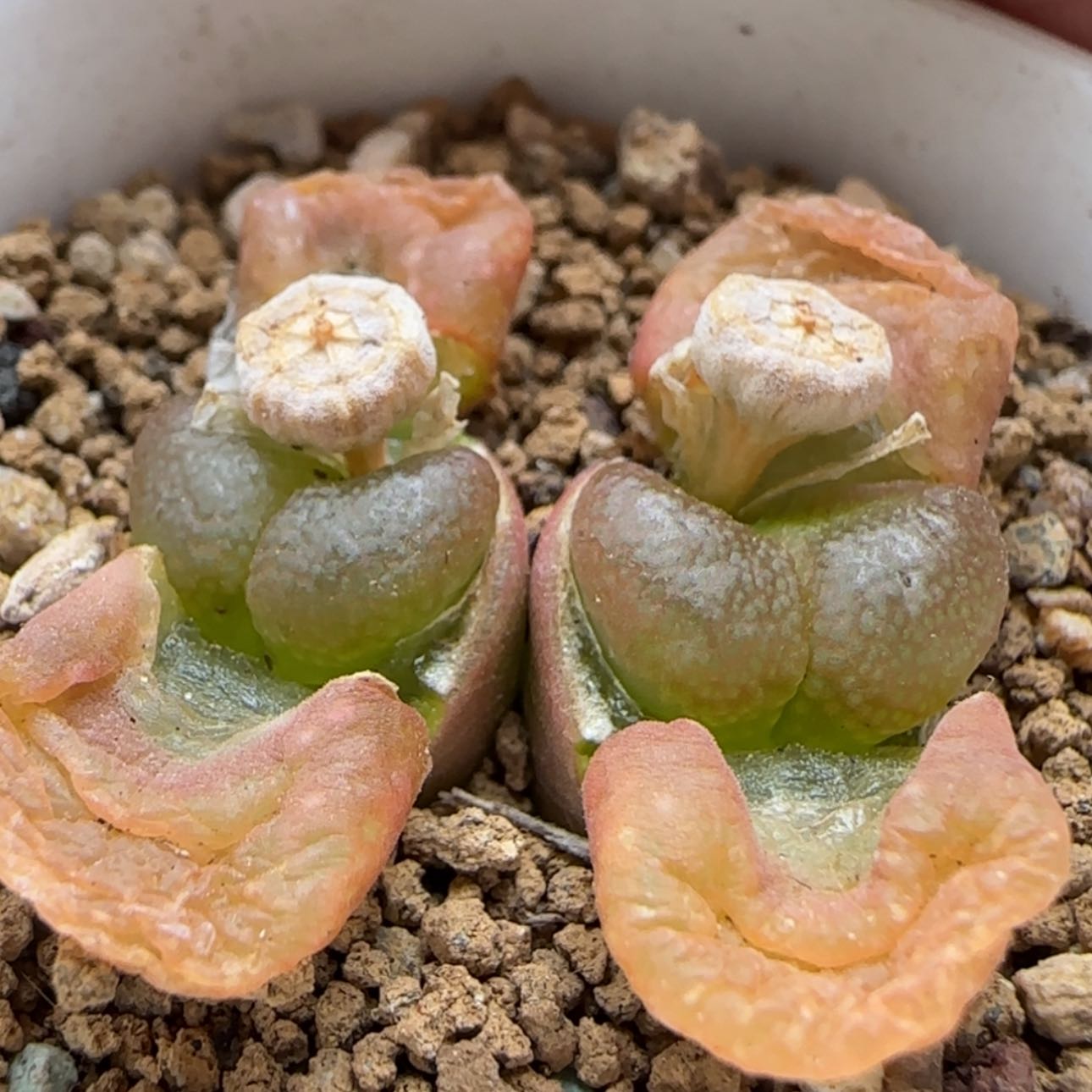 【闪购商品】8963     