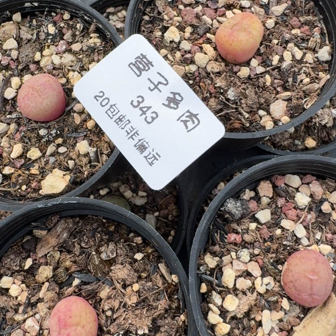 343四颗带盆土发货