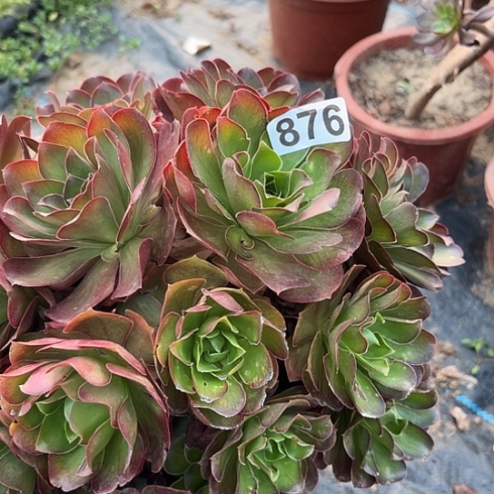 心***人多肉植物一个美金876