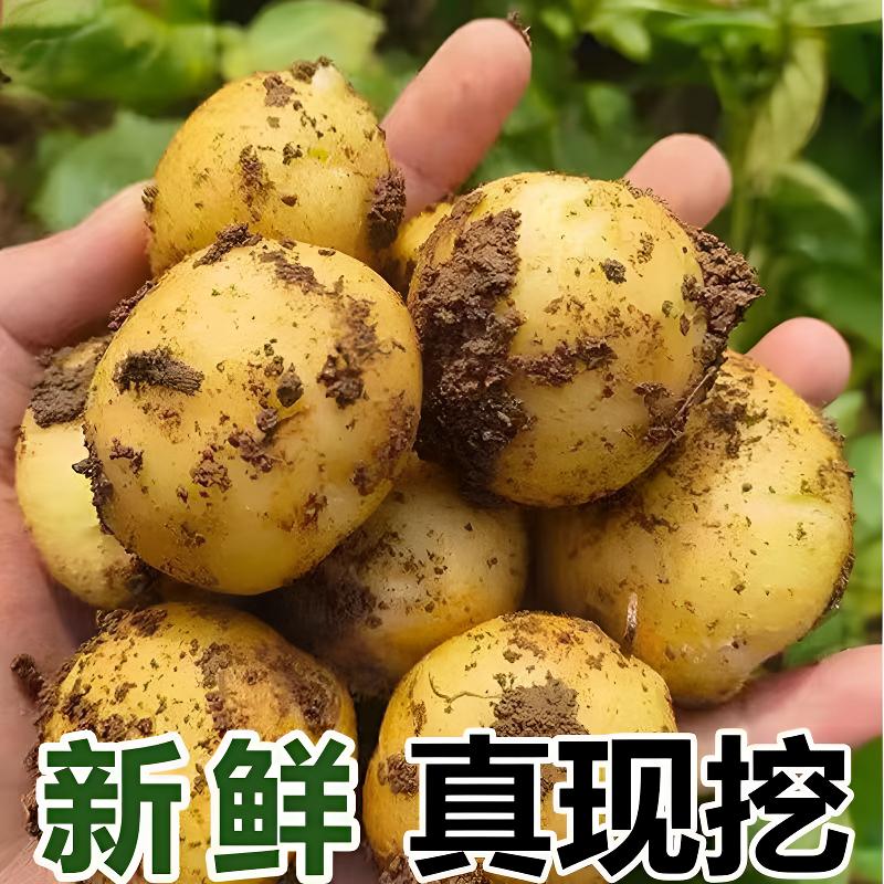 湘西土豆农家种植黄心土豆新鲜土豆新洋芋蔬菜现挖新土豆美味营养