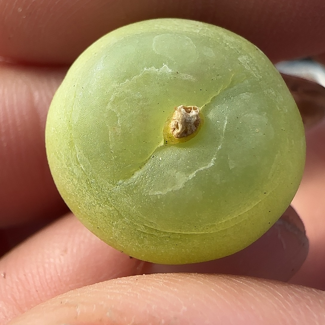 多肉植物拉登1.8有干巴特2号