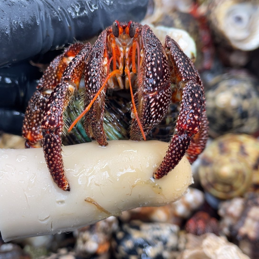 不退不换活体宠物16