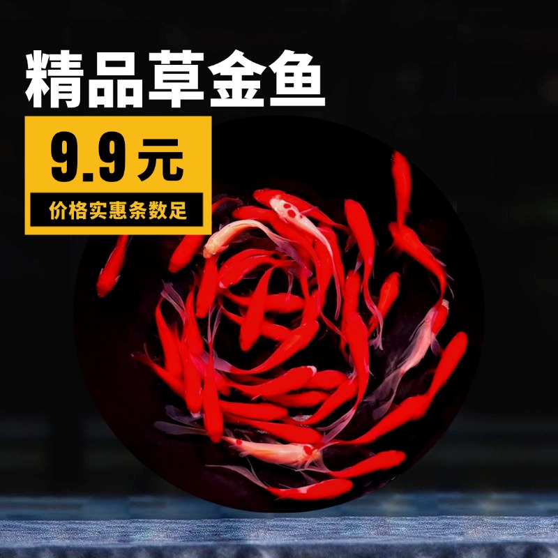 福利草金鱼35条特卖冷水金鱼观赏鱼好养耐活 红红火火颜色混搭