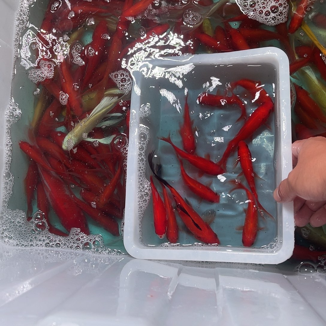 锦鲤包邮，包损，20