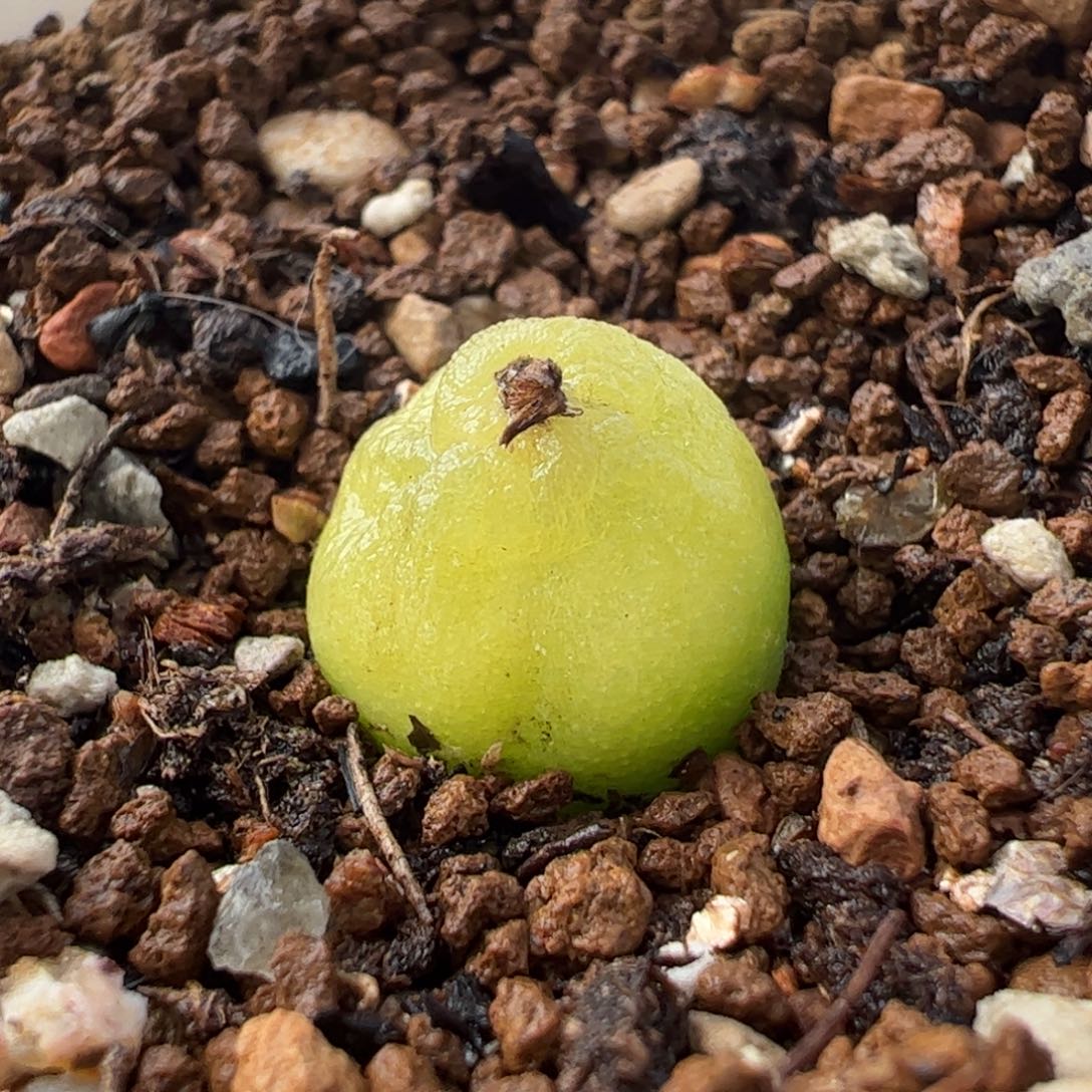 452多肉植物百科