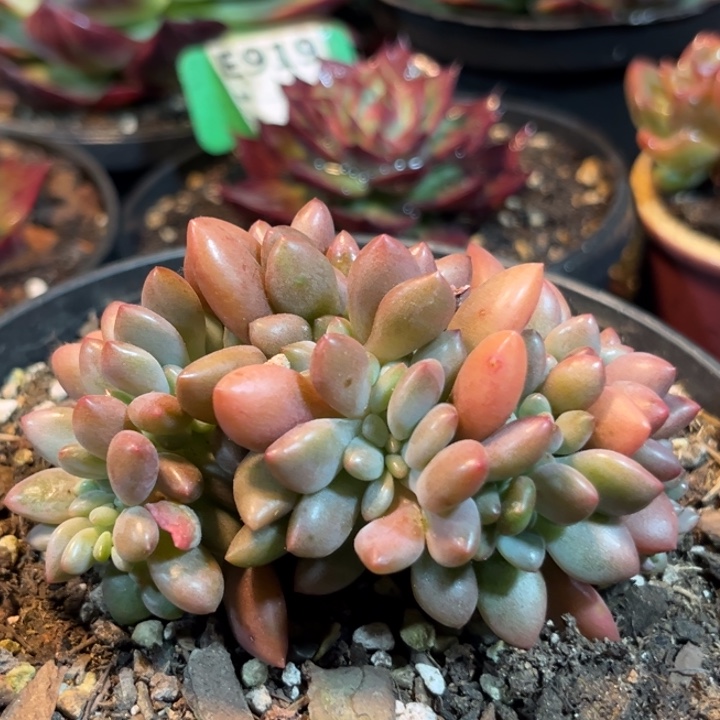 桃花源缀惊鸿一物一拍包装收缩花旱