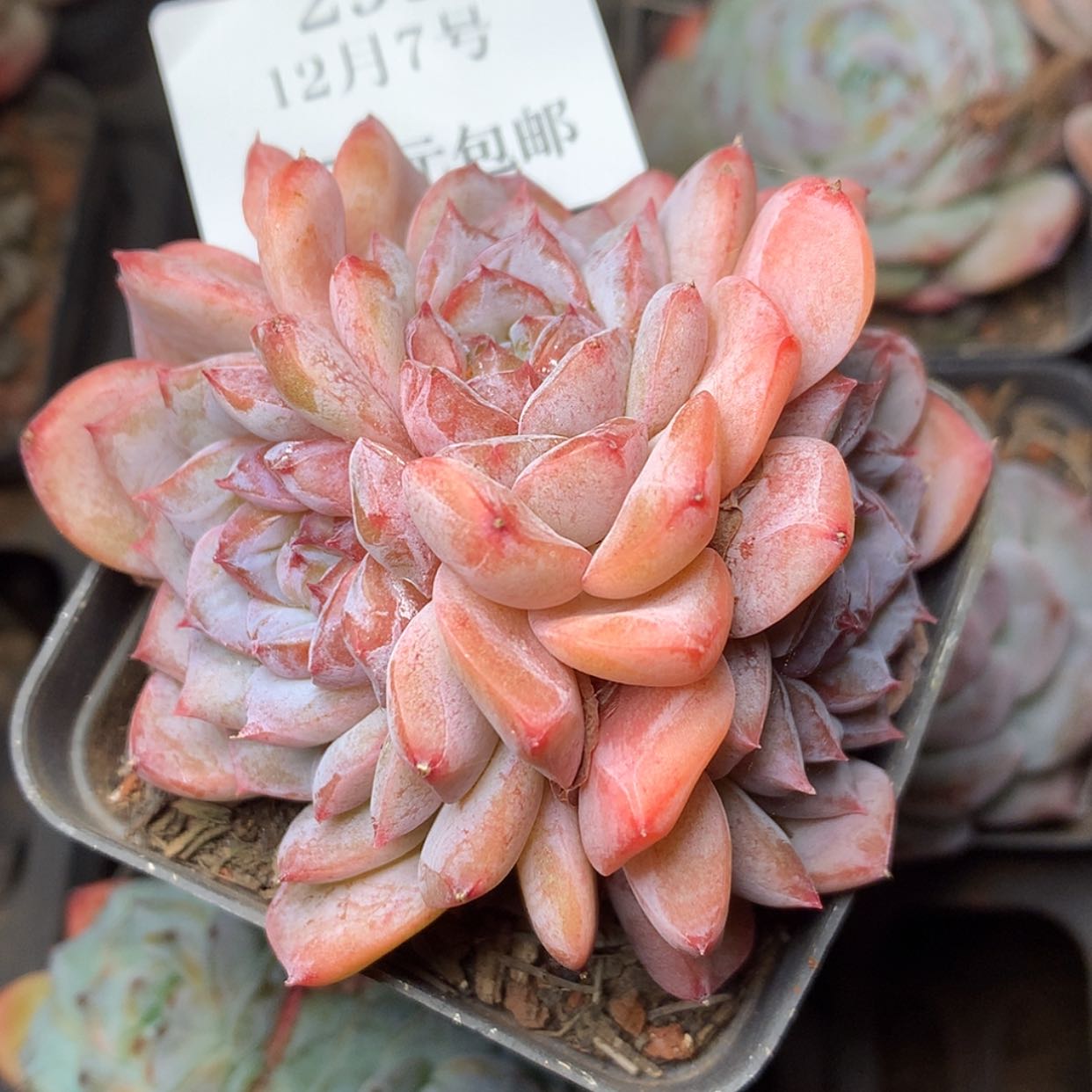 【闪购商品】云293号