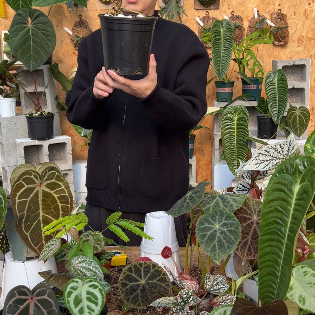 完全开放A21老桩花烛