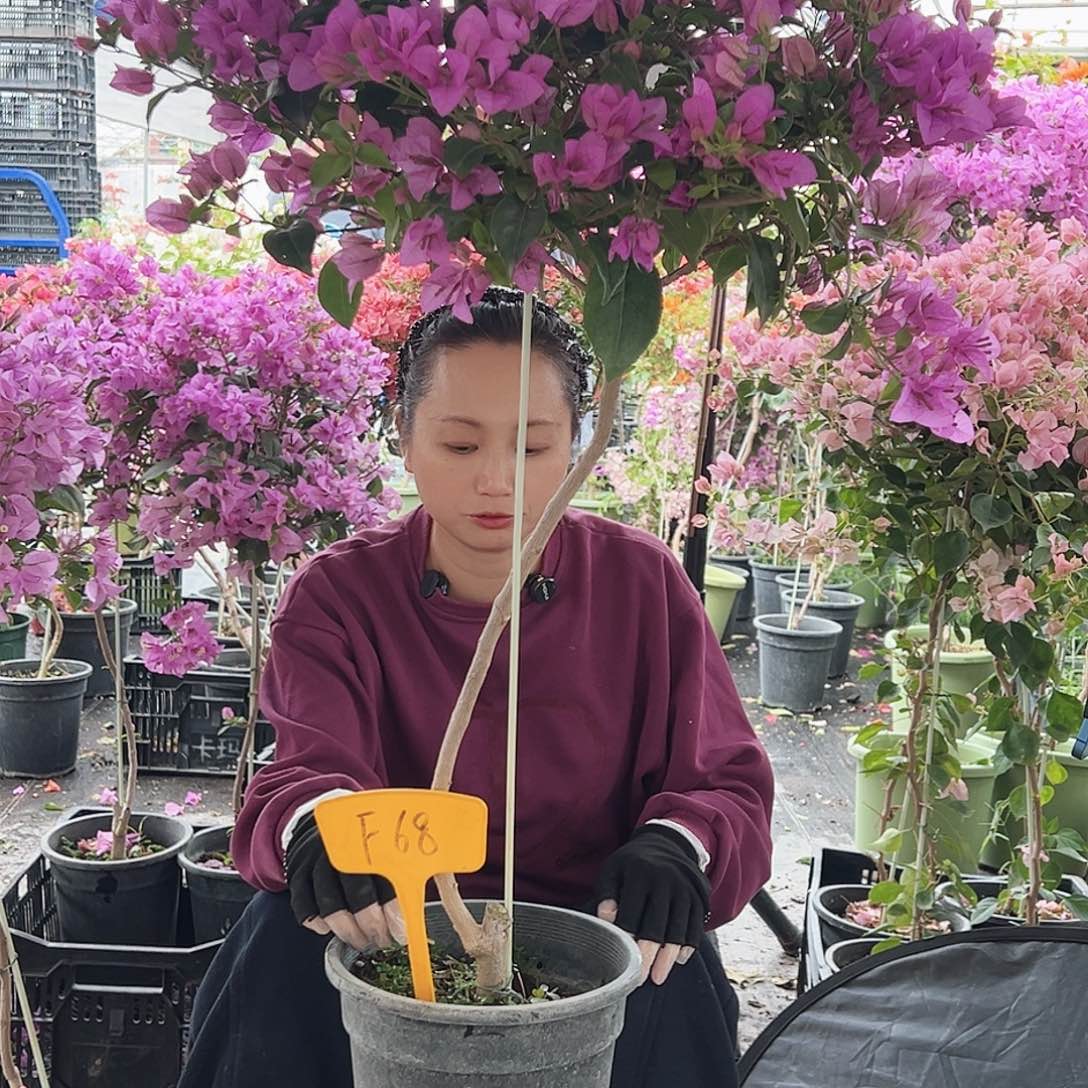 七***风大部分花苞少量开放F68巴西紫