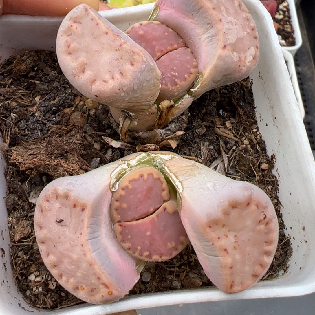 1.21好看的多肉033