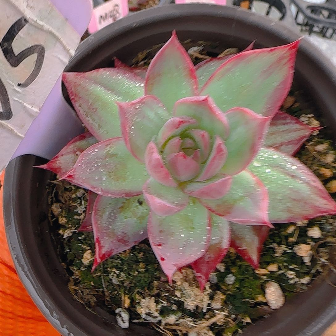 一****生V5 惊鸿仙子多肉