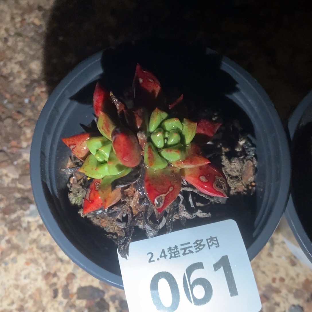 061绿玫瑰多肉植物