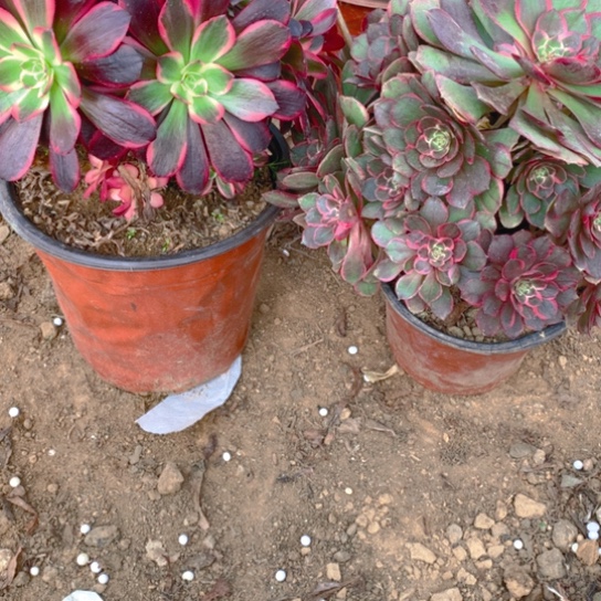 无花朵开****?899多肉植物组合2棵w s h