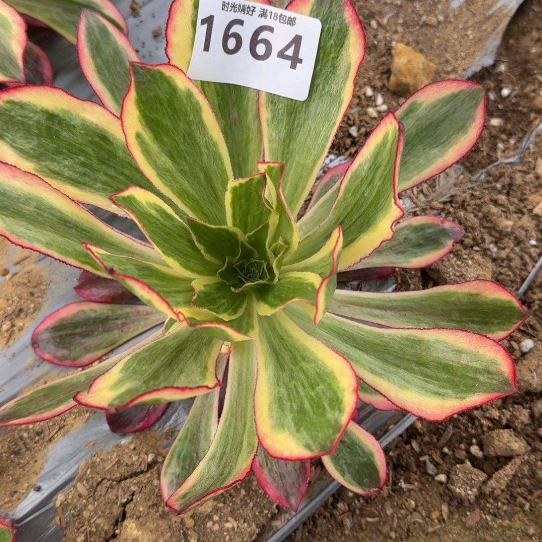 1664魅影多肉植物