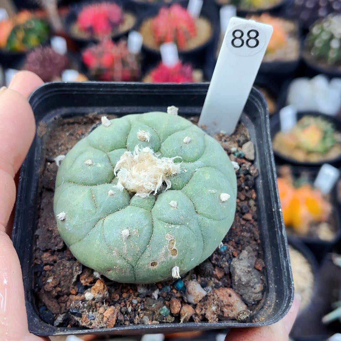 非偏远地区满25包邮仙人球