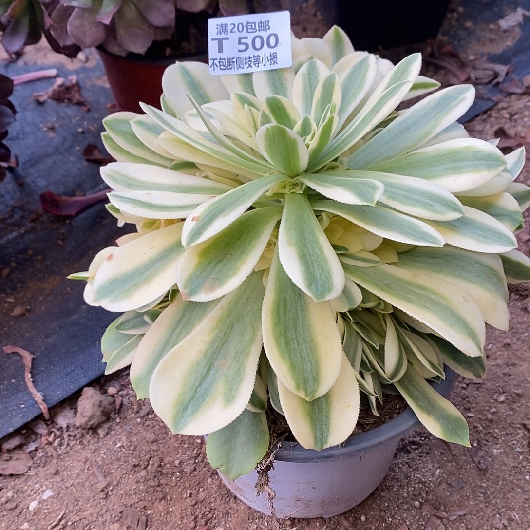 500辛尼亚多肉法师锦