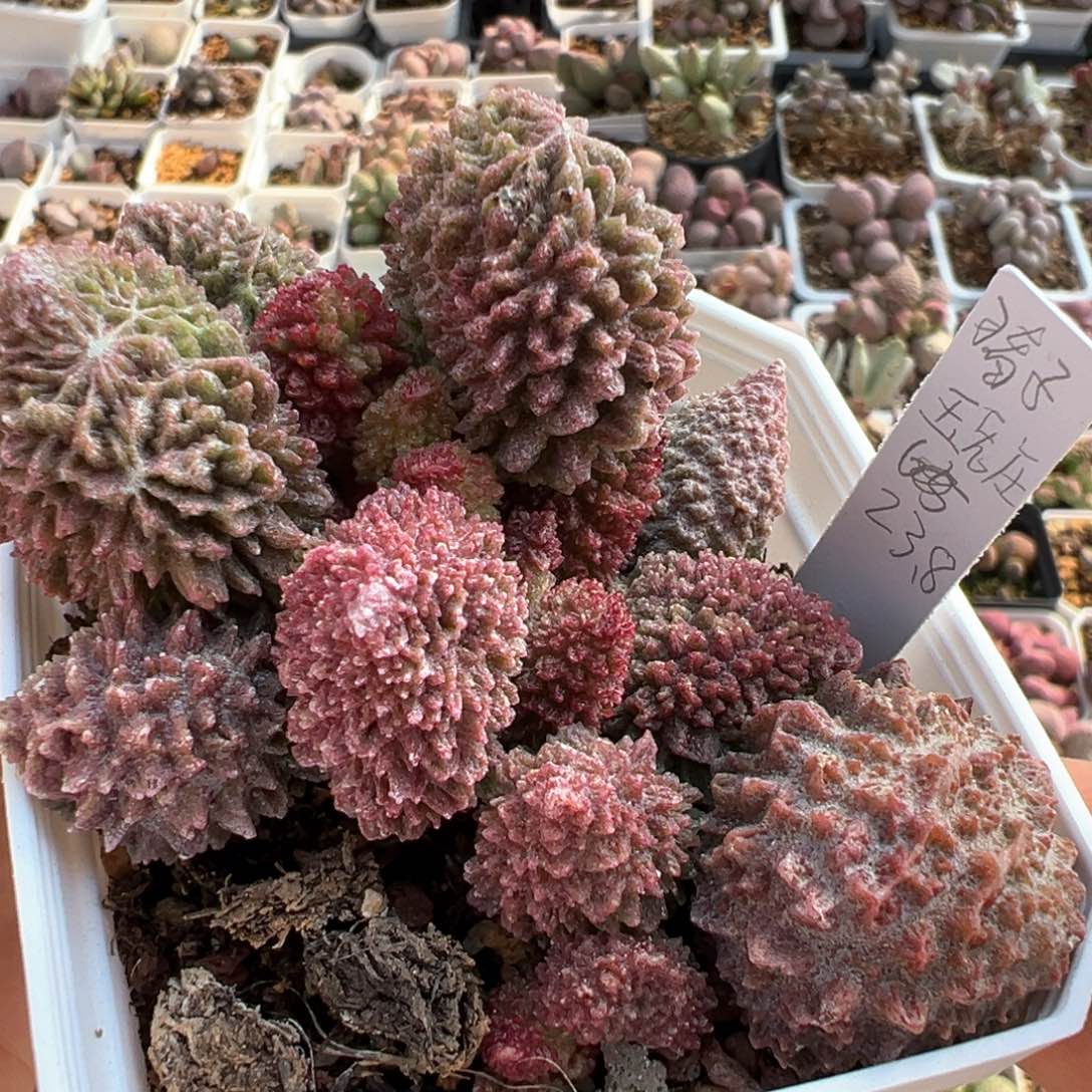 朱紫玉老桩多肉植物水泡