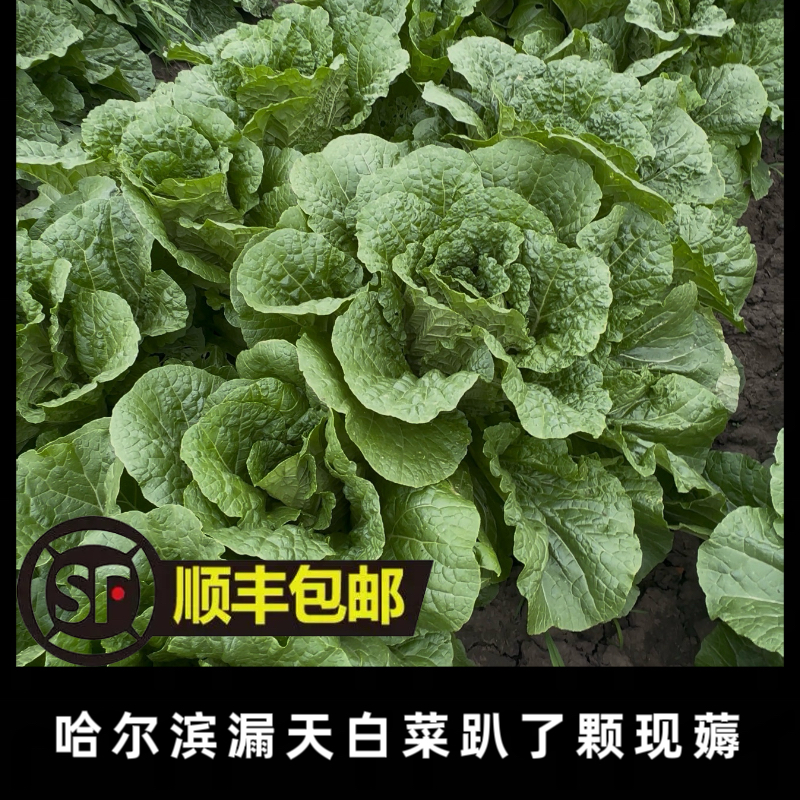 哈尔滨农家小园白菜趴了颗整颗发货送辣椒、大酱、香菜现拔现发