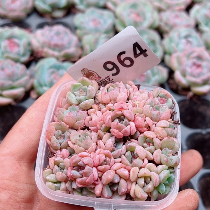 多肉植物多肉植物