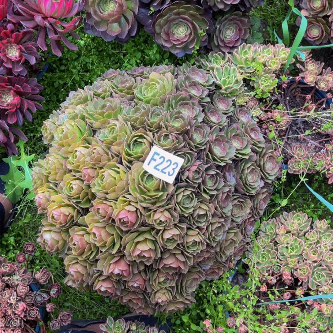 万圣节法师朵朵3-12