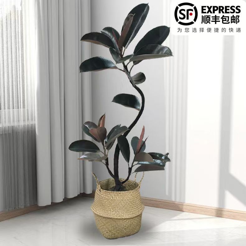 黑金刚橡皮树客厅盆栽造型室内绿植四季办公室阳台植物