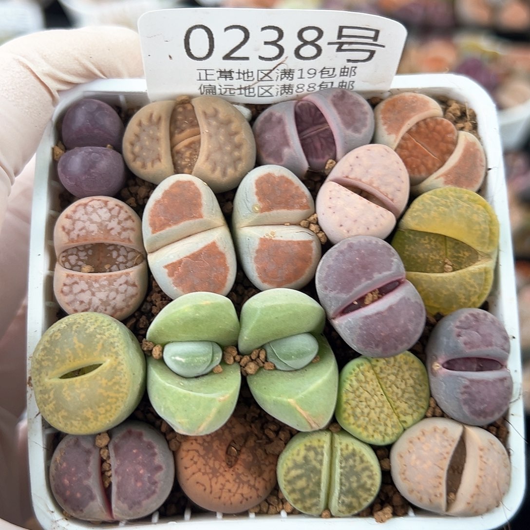 好养易活生石花大母本0238下播福利