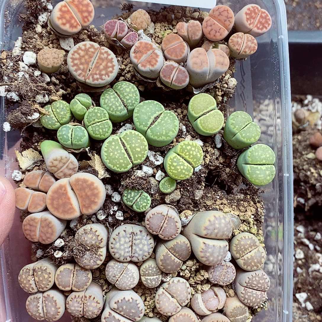 我们一起暴富啊125