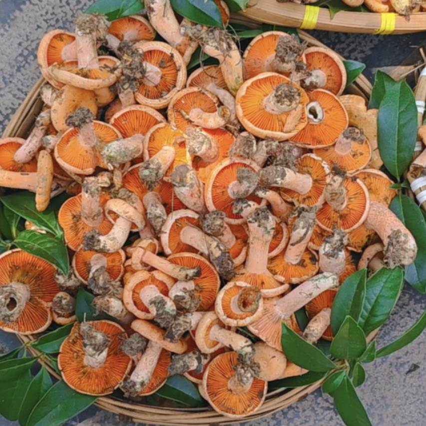 湖南贵州湘西大山深处野生枞树菌谷熟菌菌子黄枞菌茅草菌