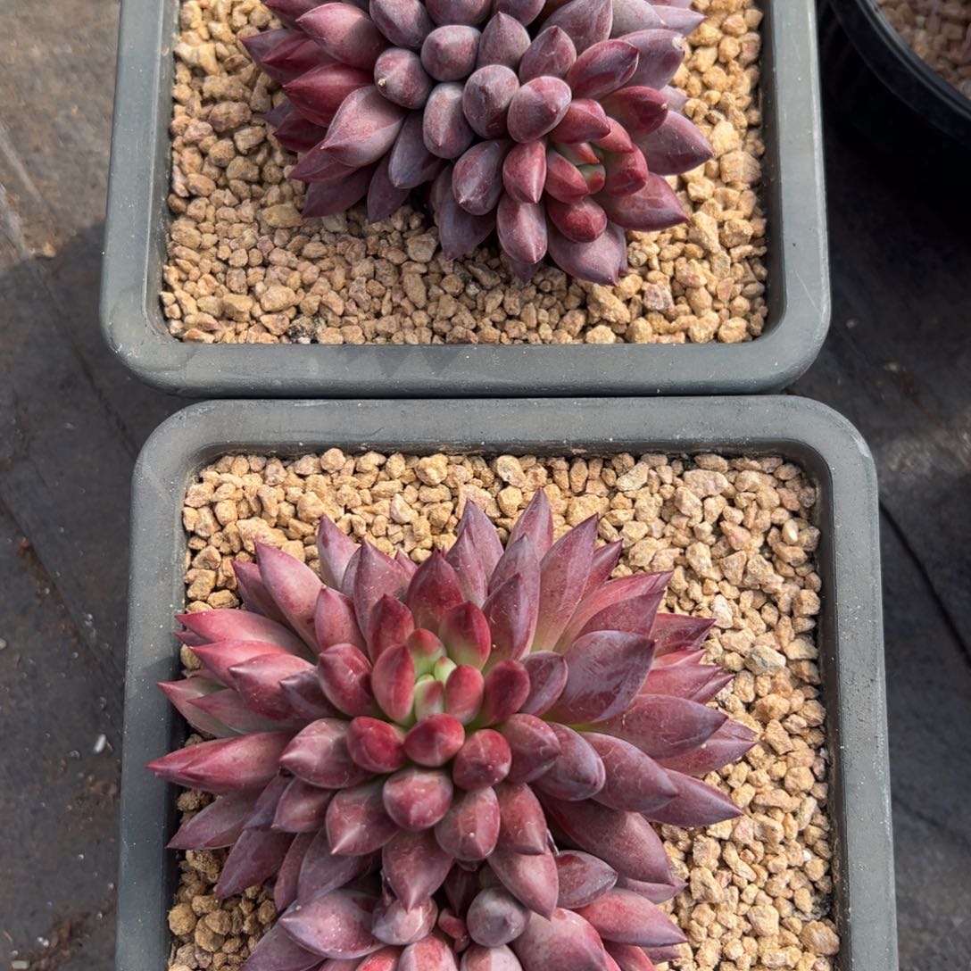 两颗虞美人定向包含保温箱