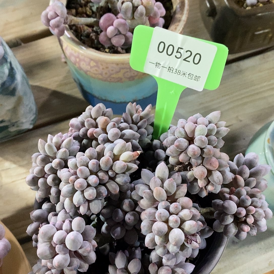 00520，啊木架璐璐咯哦