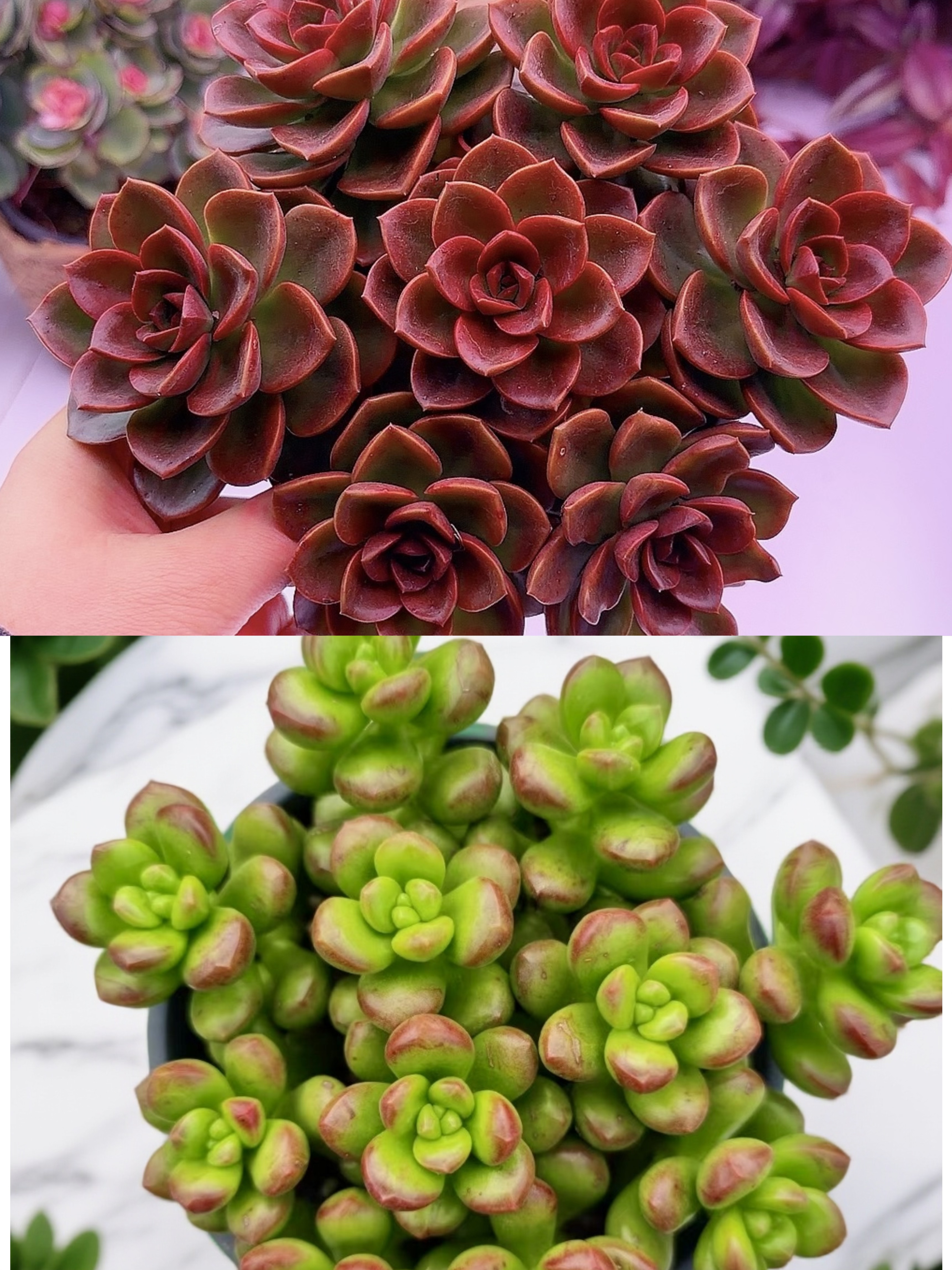 红酒玫瑰 +碰碰香 多肉植物 三个品种带盆带土
