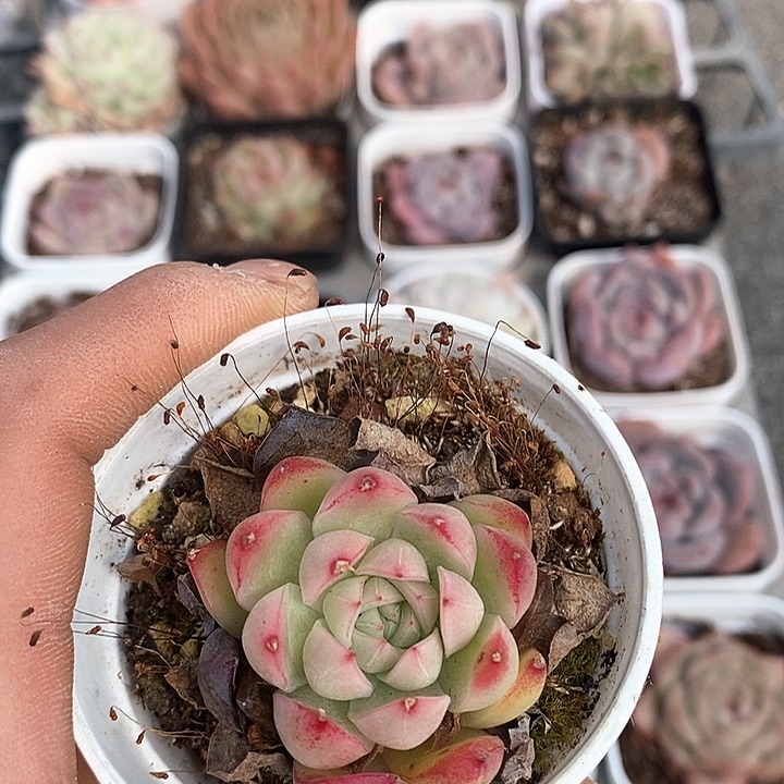 多肉植物一物一拍0106