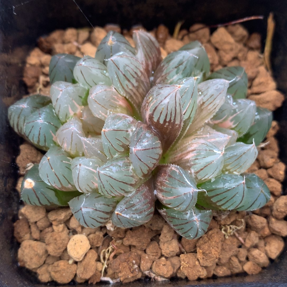 霓虹灯玉露锦，带盆一起